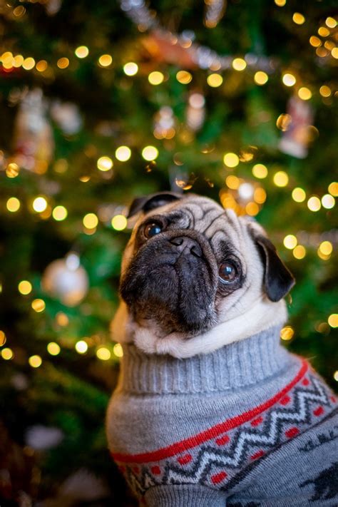 Pug Wearing Christmas Sweater Pictures, Photos, and Images for Facebook ...