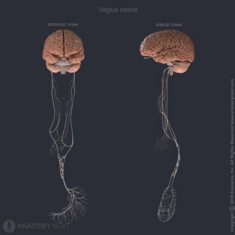 Vagus Nerve Diagram