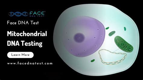 Mitochondrial DNA Testing Fort Worth - Face DNA Test