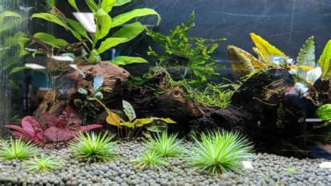 Foreground Aquarium Plants: Types & Methods of Planting