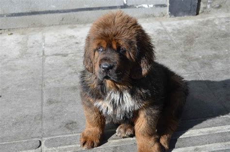 Tibetan Mastiff Dog Info, Puppies, Sale Cost, Facts, Pictures