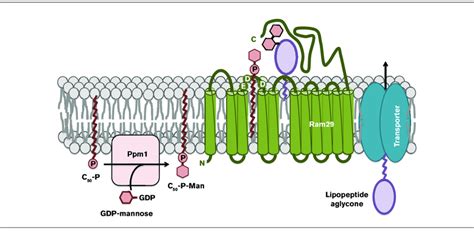 Proposed two-component system for mannosylation of the glycopeptide ...