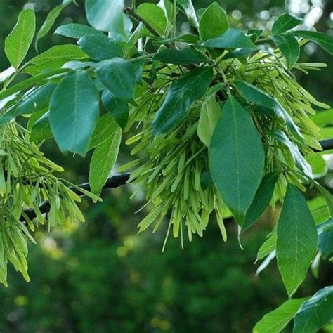 American White Ash Tree Seeds fraxinus Americana 25seeds - Etsy