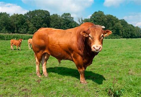 Limousin cattle breed