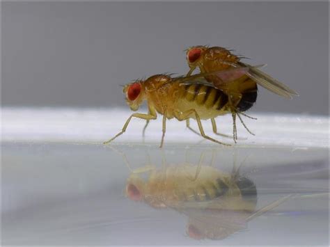 Mating Flies [IMAGE] | EurekAlert! Science News Releases