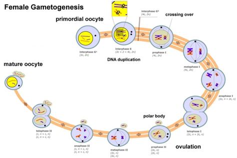 OOGENESIS PADA MANUSIA (2) - Have Fun Learning Biology