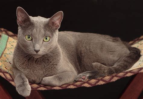 Russian Blue Cat Breed Facts - Health, Personality and Health Issues ...