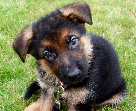 German Shepherd – DogInfo411.com