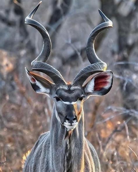 The male Greater Kudu, an African antelope with impressive spiral horns ...