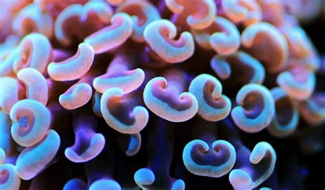 Hammer Coral (Euphyllia Ancora): Ultimate Care Guide - Fish Laboratory