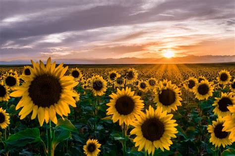 144,369 Sunflowers Stock Photos - Free & Royalty-Free Stock Photos from ...