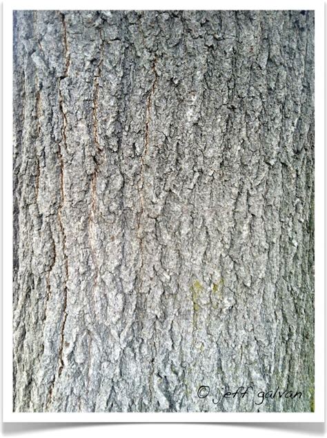 pin oak – Identify by Bark | Boulder Tree Care - Pruning & Tree Removal ...