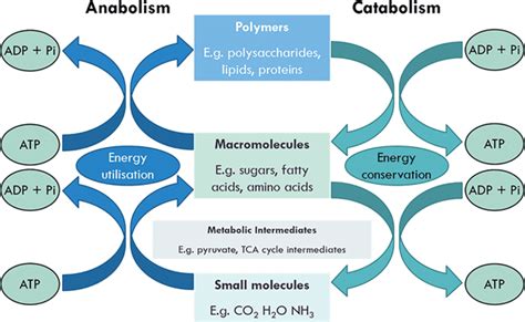 Anabolic Pathways Share Which of the Following Characteristics