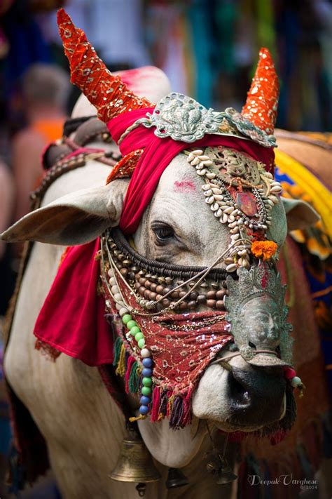 Holy cow | India culture, Incredible india, India travel