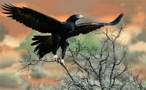 Wedge Tailed Eagle Facts | Anatomy, Diet, Habitat, Behavior - Animals Time