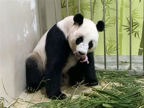 A panda was born in a Singapore zoo after artificial insemination