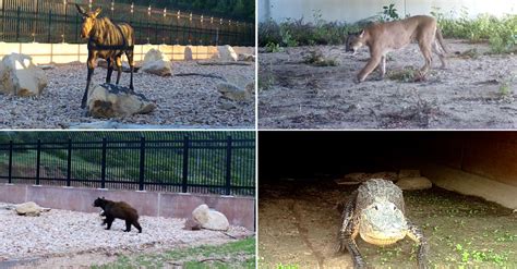 How Do Animals Safely Cross a Highway? Take a Look. - The New York Times