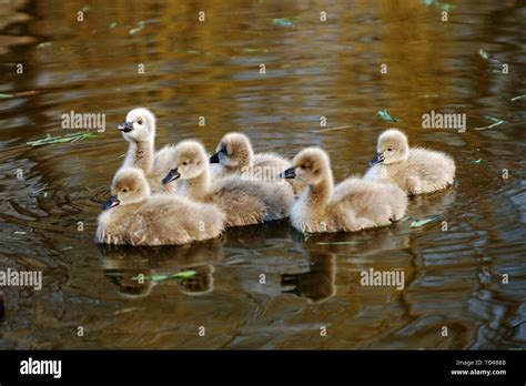 Little swan Stock Photo - Alamy