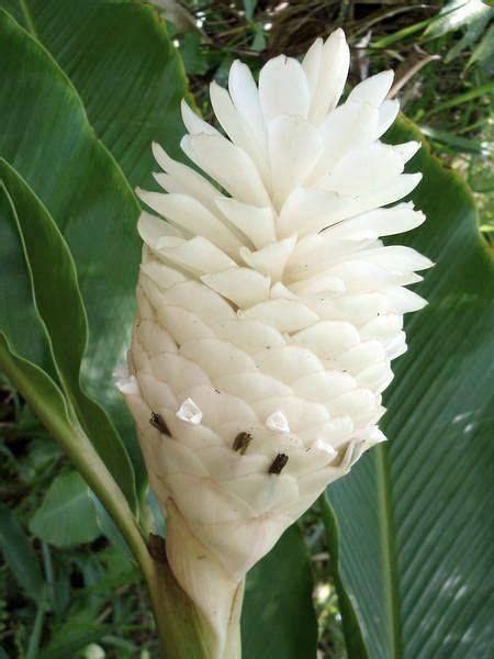 White Cone Ginger | Ginger plant flower, Ginger plant, Ginger flower