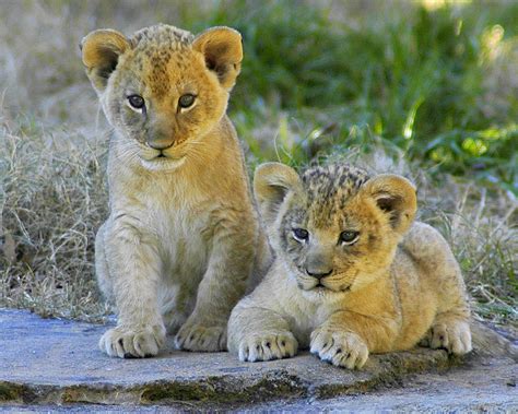 Lion Cubs by Valerie Abbott » Emma's Cats