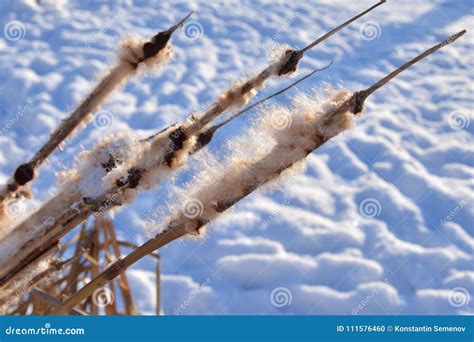 Cattails in winter. stock photo. Image of cattails, fuzzy - 111576460