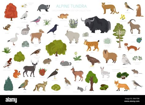 Apine tundra biome, natural region infographic. Terrestrial ecosystem ...