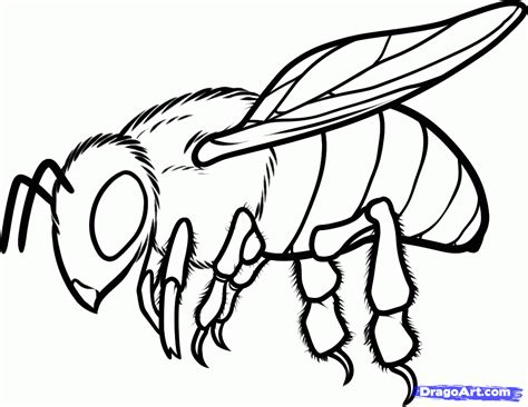 Bee Line Drawing - ClipArt Best