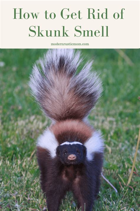 How to Get Rid of Skunk Smell | Skunk smell, Getting rid of skunks, Skunk