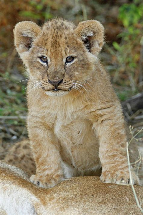 Young Male Lion Cub Photograph by MaryJane Sesto | Pixels