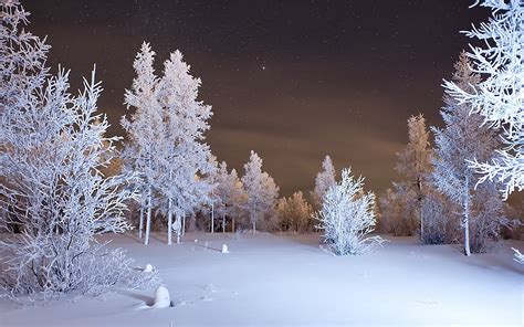 Pine trees covered in snow at night HD wallpaper | Wallpaper Flare