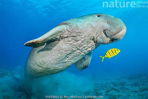 Dugong (Dugong dugon) male and juvenile Golden trevally (Gnathanodon ...