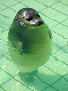 7 Fat seals ideas | funny animals, cute animals, cute seals