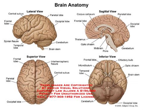 Labeled Diagram Of A Brain