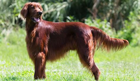 Irish Setter Puppies For Sale | Greenfield Puppies