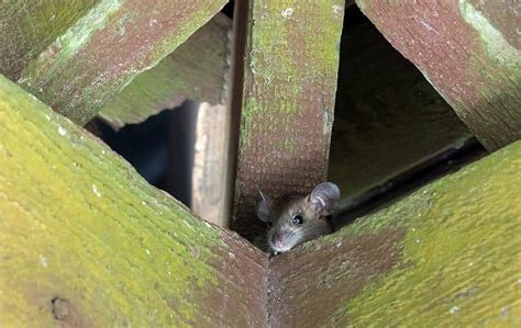 How Do You Get Rid Of Roof Rats In Montgomery, TX