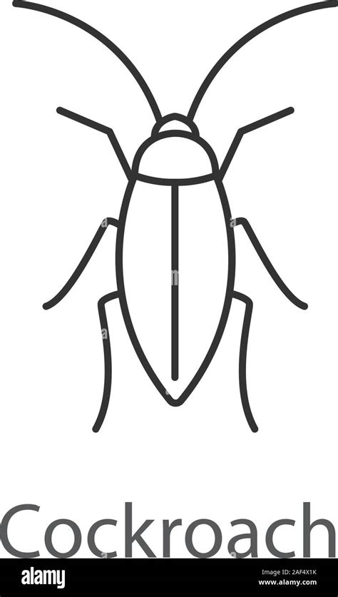 Cockroach linear icon. Insect. Thin line illustration. Contour symbol ...