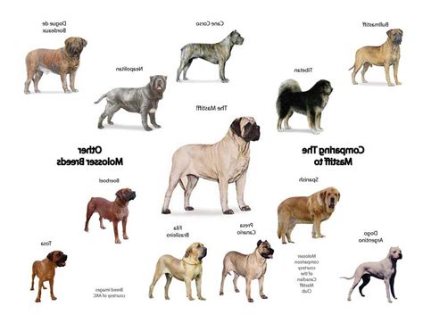 All Mastiff Breeds Information | PETSIDI