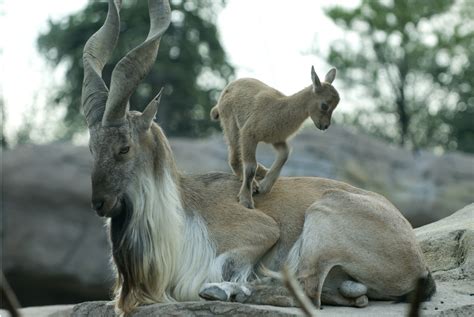 Community Based Conservation of Markhor in the Tribal Areas of Gilgit ...