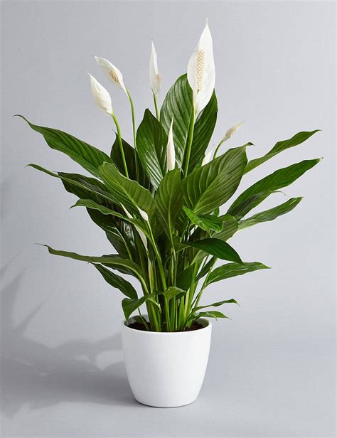 Peace Lily Air Purifying Plant - Easy Care Low Light Houseplant ...