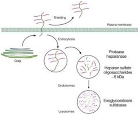 Unit 7 - 1 Biochemistry Flashcards - Cram.com