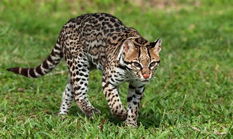 Ocelot cat, Leopardus pardalis, Is an ocelot dangerous animal?