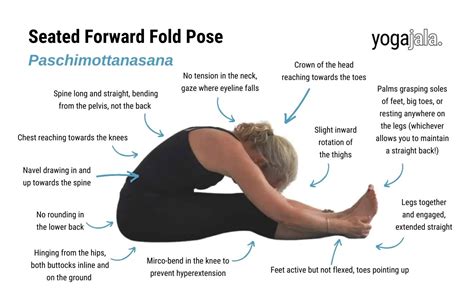 Paschimottanasana Anatomy