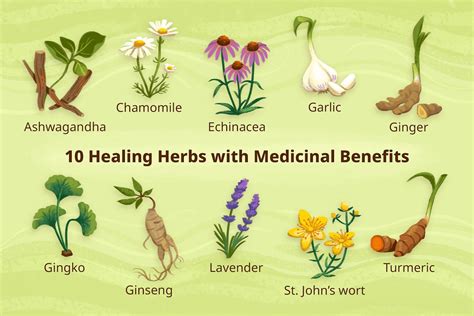 10 Healing Herbs with Medicinal Benefits