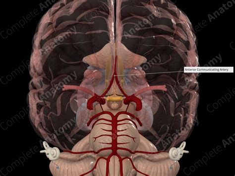 Anterior Communicating Artery | Complete Anatomy