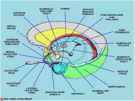 Pixelated Brain: Module 13, Section 4 - The septal nuclei