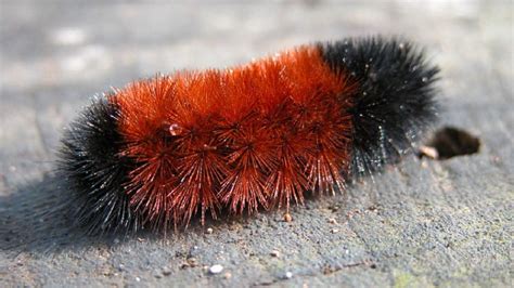 Behind the Weather Folklore: Woolly Bear Caterpillars