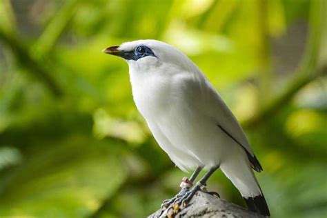 Here Are Endemic Birds of Indonesia - Taman Safari Bali