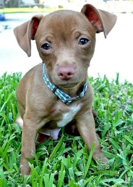 Pitbull Chihuahua Mix - 10 Amazing Facts About (Pithuahua or Chipit)⋆ ...