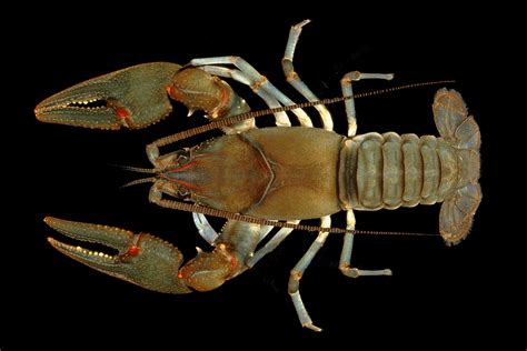 2 Species of Crayfish Found in W.Va. Added to Endangered List | West ...