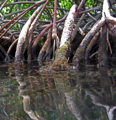 Respiratory Roots Mangrove